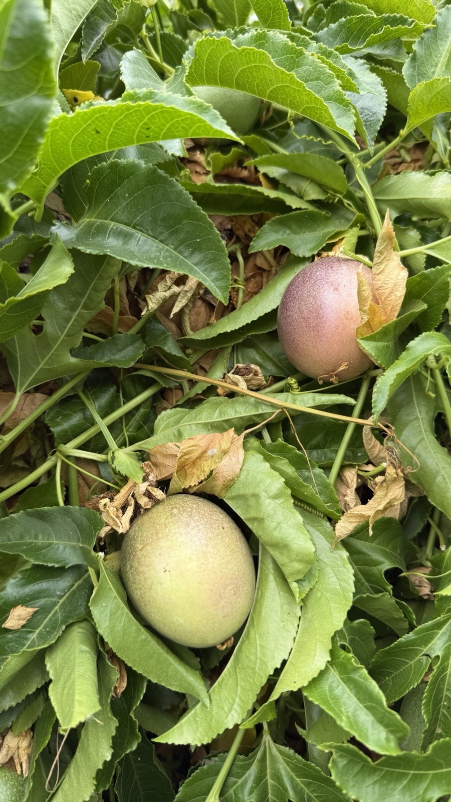 Fresh Passion Fruits 5LBS
