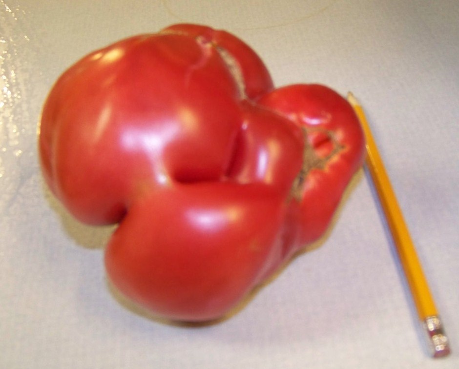 tomato, MORTGAGE LIFTER, heirloom, 35 SEEDS! USA GroCo* BUY ANY 10 – SHIPS FREE