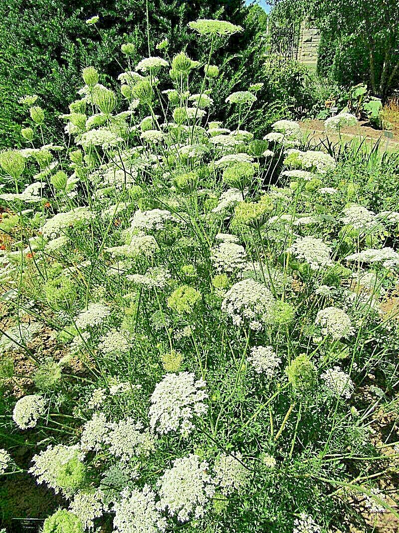 QUEEN ANNS LACE 1005 SEEDS, DAUCUS CAROTA, WILD CARROT, WILDFLOWER, BULK SEEDS