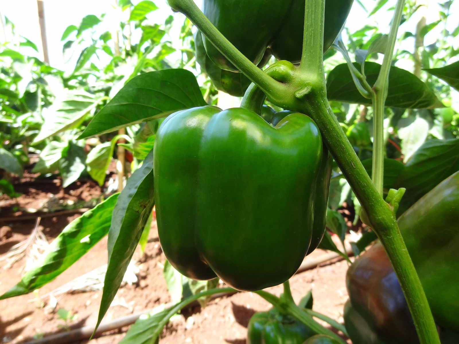 25 EMERALD GIANT SWEET BELL PEPPER SEEDS ~ heirloomseedguy ~ 2026 ~ NON-GMO