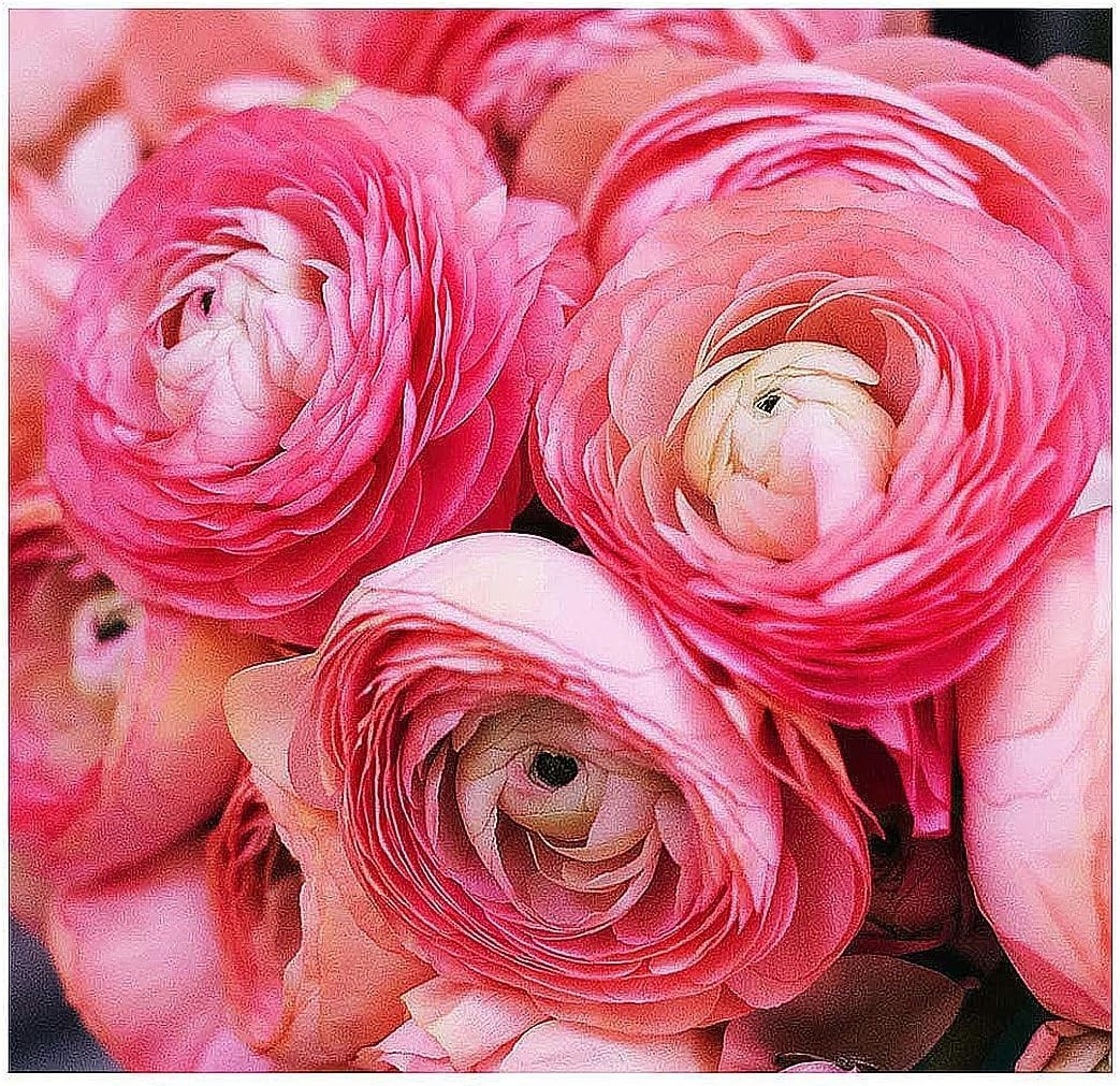 French Peony Mixed Ranunculus Bulbs 12 Large Corms Vibrant Multicolor Blooms