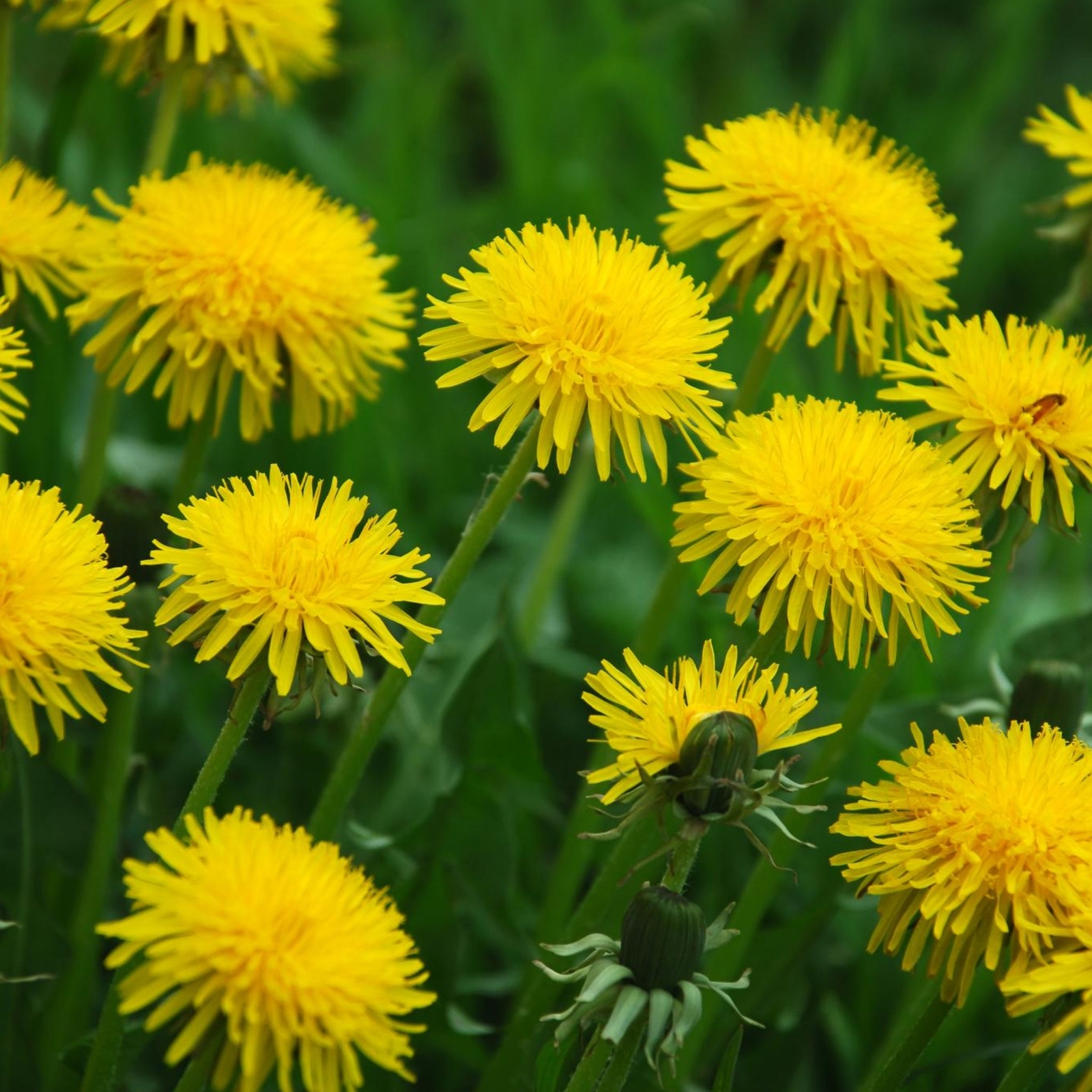 Dandelion Flowers – Seeds – Edible Flowers – Organic – Non Gmo – Heirloom Seeds