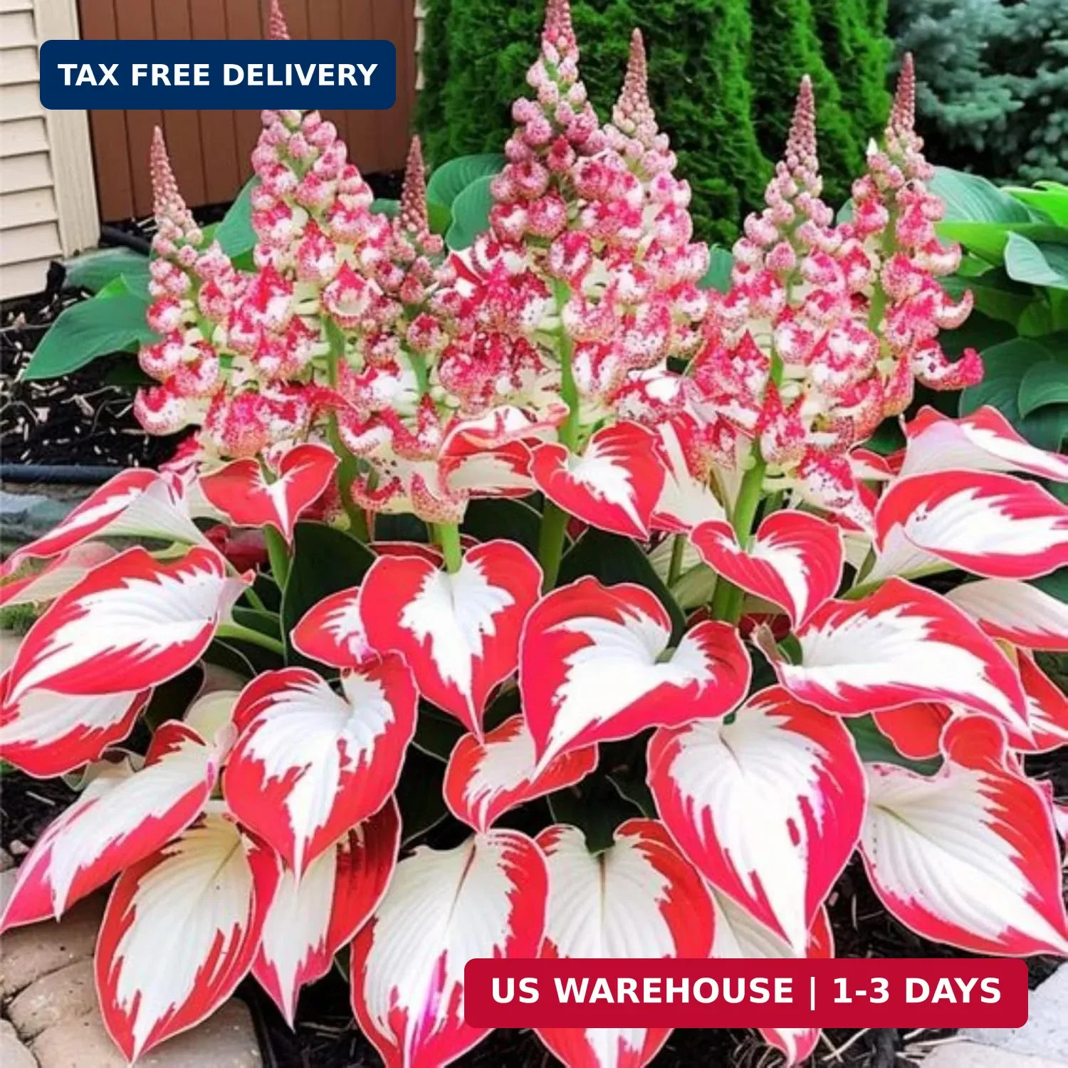 Hosta Seeds, 160+ Non-GMO Heirloom Shade Plants, Hardy Perennial Garden Foliage