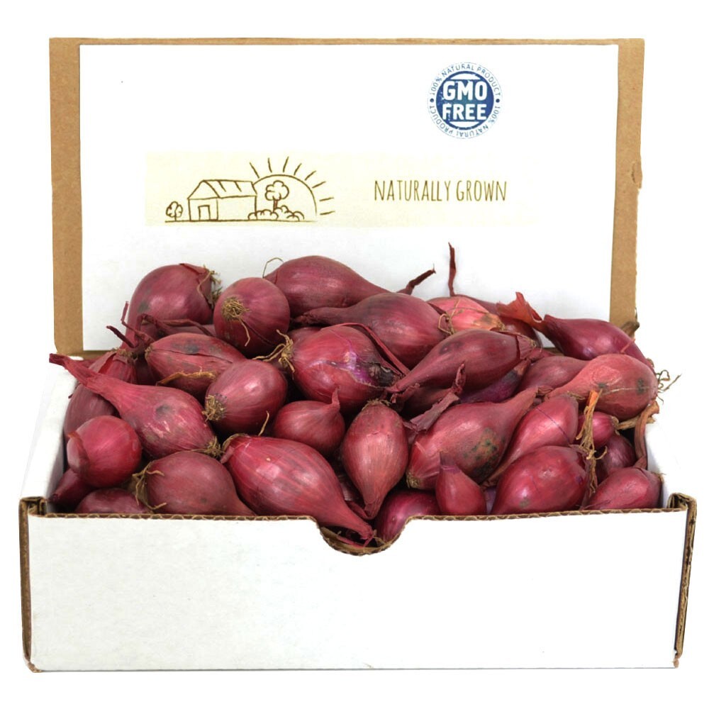 Red Onion Sets – Grown Naturally, Non-GMO 1 Lb. (80+Bulbs) Shipping Now