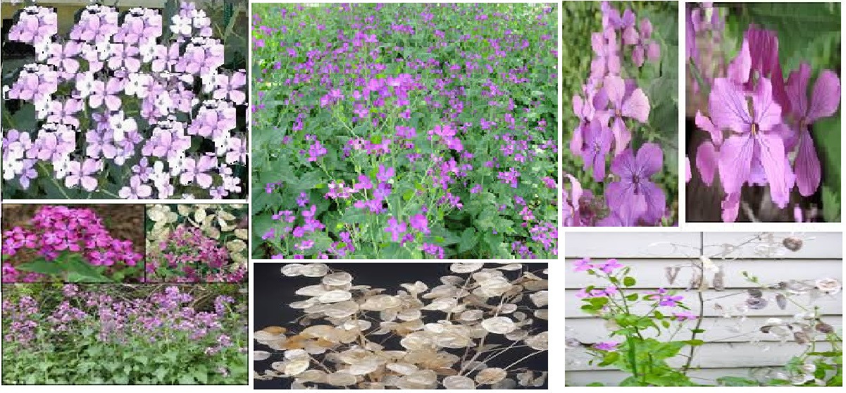 PINK MONEY PLANT Perennial 25 + SEEDS 4 U TO PLANT USA Seller