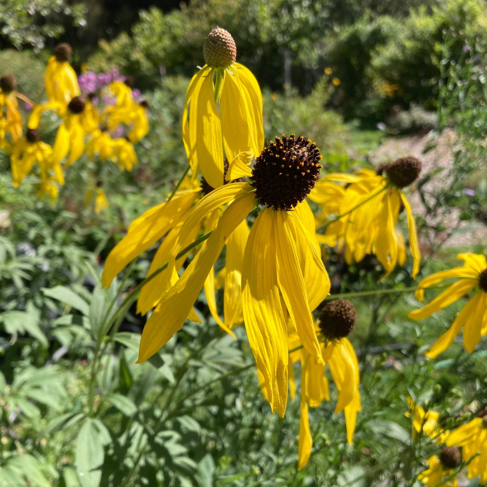 Pollinator Garden Boxed Seed Collection ~Native Wildflower Pollinator Attractors