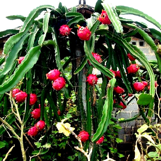 White Dragon Fruit Tree Seeds (H. Undatus) Pitahaya Strawberry Pear Cactus Vine