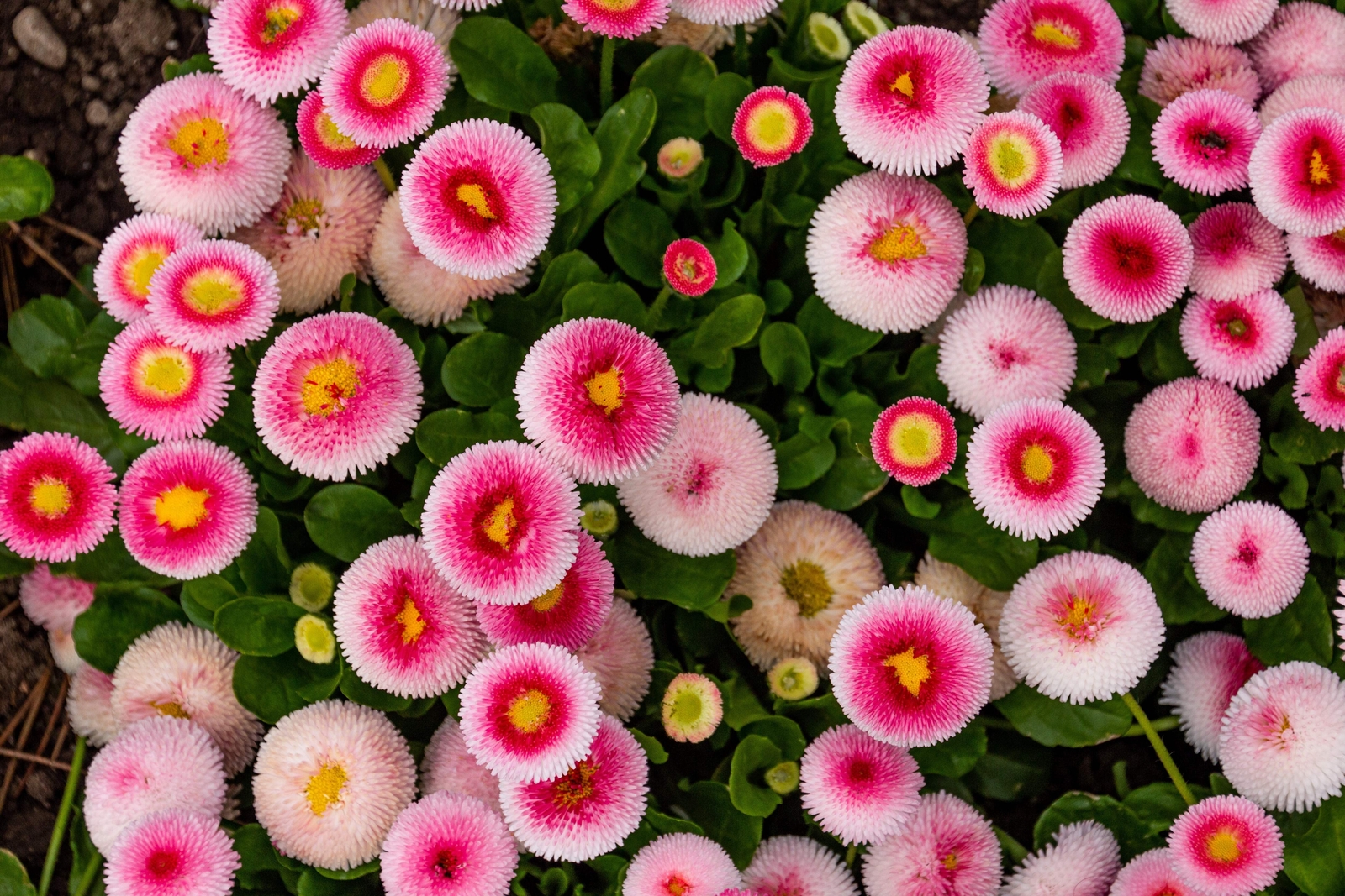 100 STRAWBERRIES & CREAM ENGLISH DAISY Bellis Perennis Flower Seeds *Comb S/H