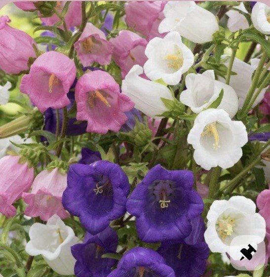 200 Plus Canterbury Bells-Mix Colors-Campanula Flower Seeds