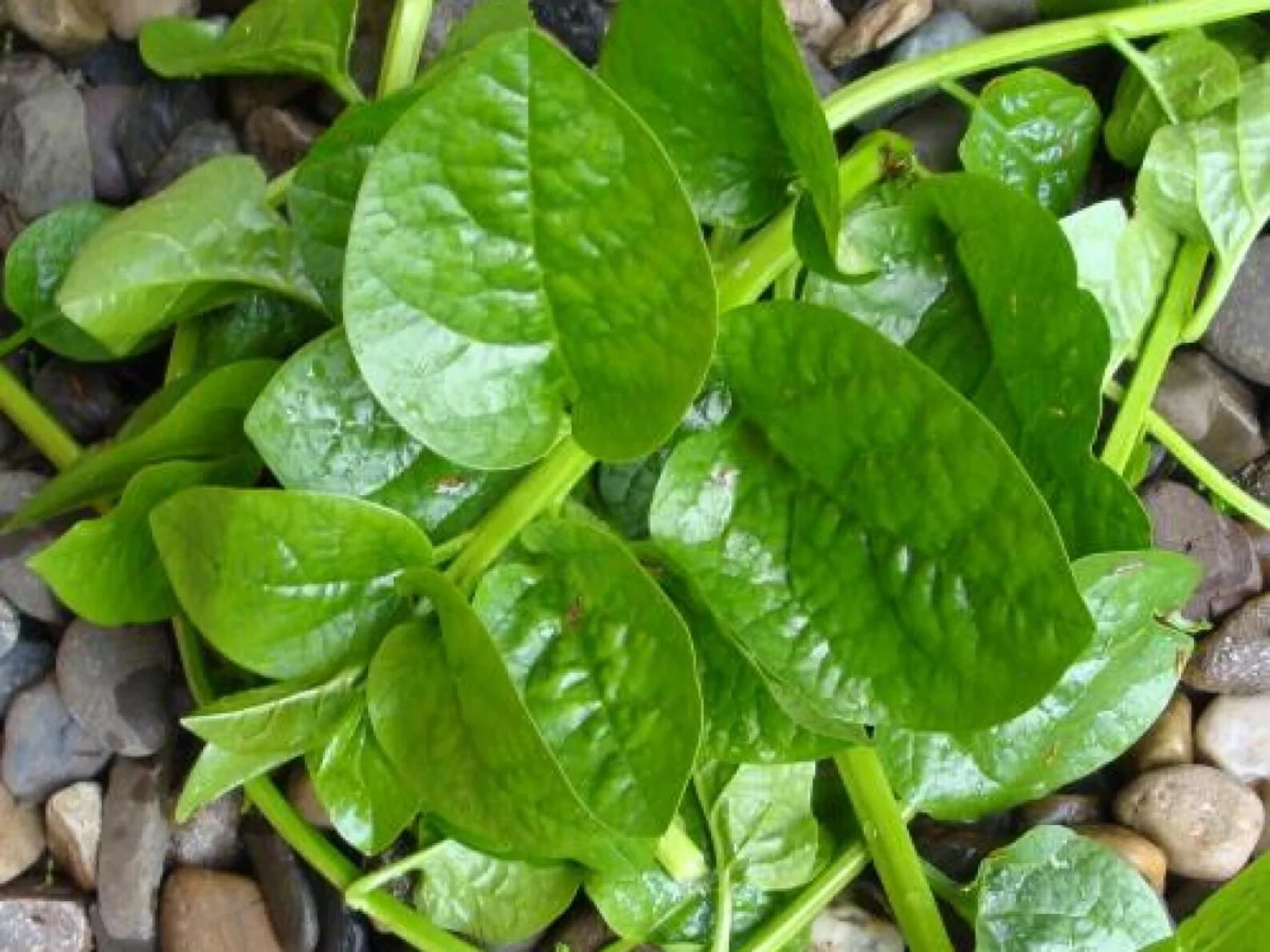 32+PCS GREEN MALABAR SPINACH SEEDS, MỒNG TƠI XANH, 爬藤木耳菜