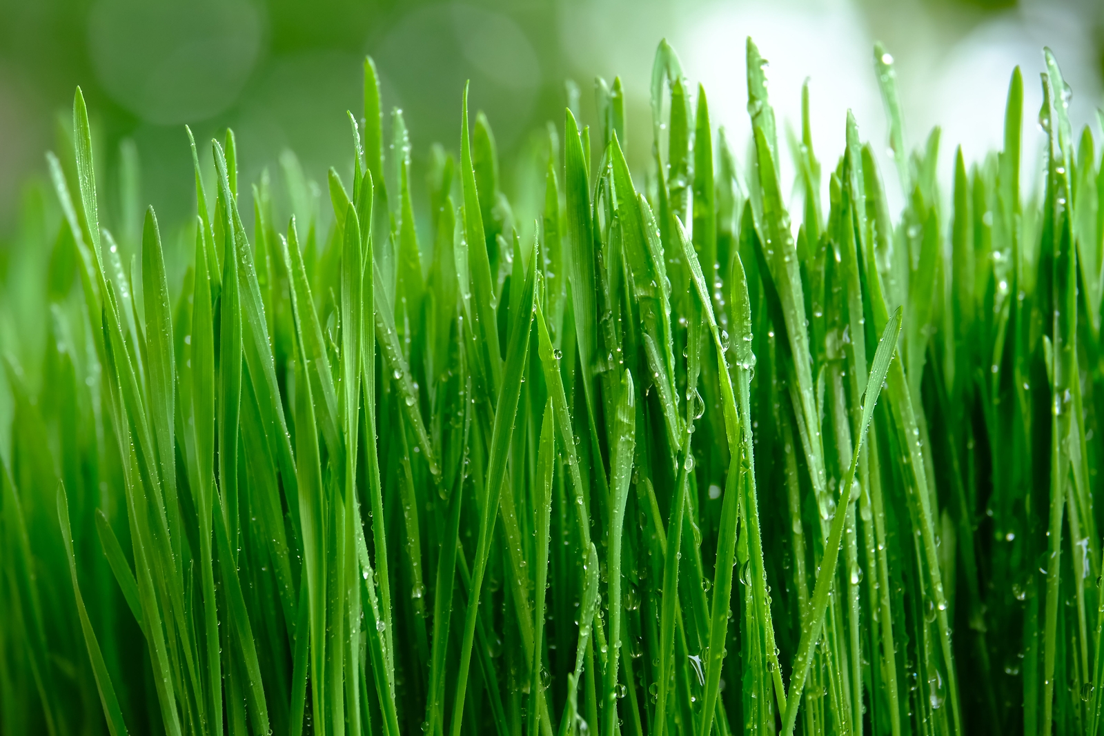 500 Organic CAT GRASS WHEAT Grass Pet Grass Wheatgrass Triticum Aestivum Seeds