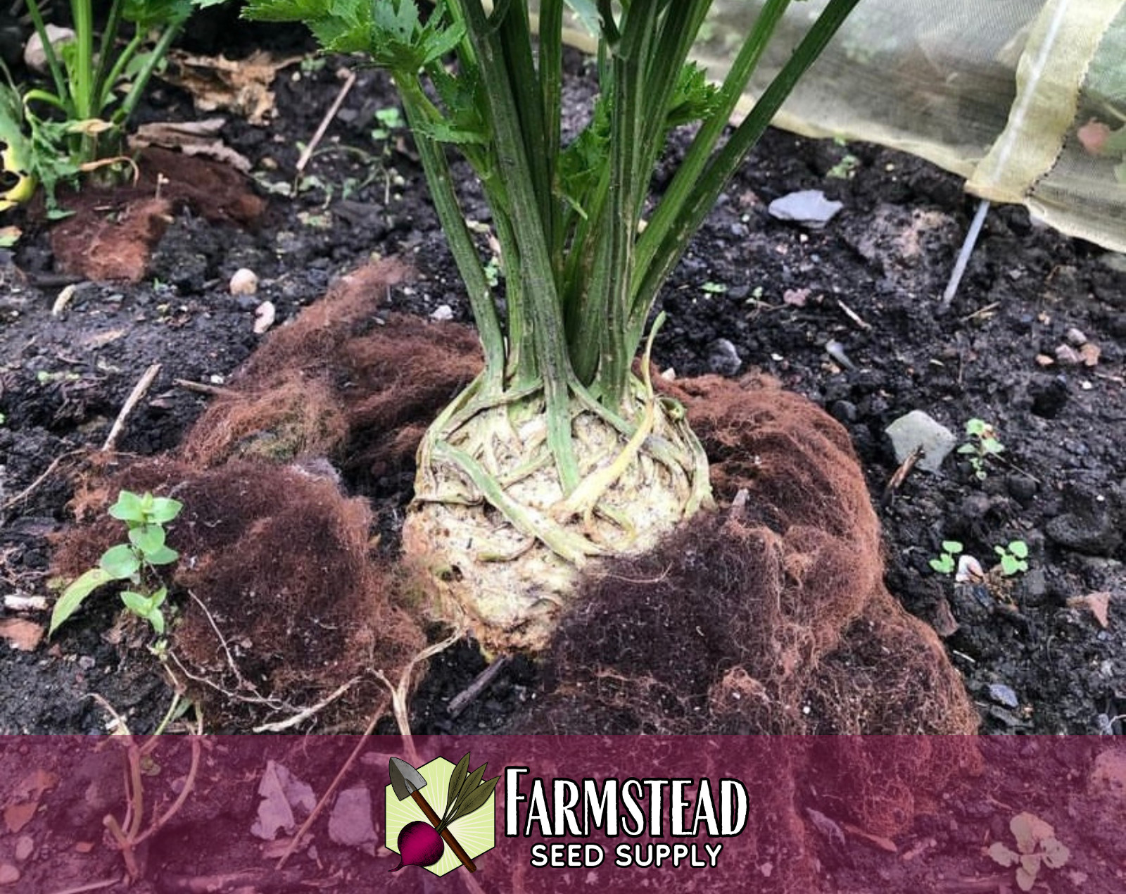 10,400+ Celeriac Seeds [Giant Prague] Vegetable Gardening, Heirloom, Non-GMO