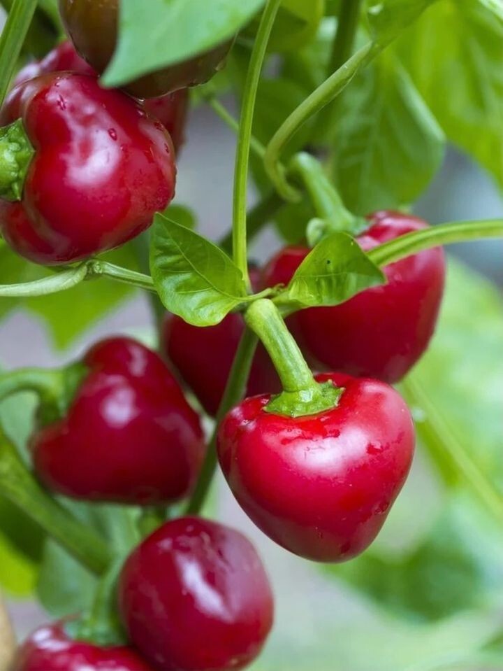 Red Cherry Pepper Seeds – Sweet – Heirlooms – 300mg