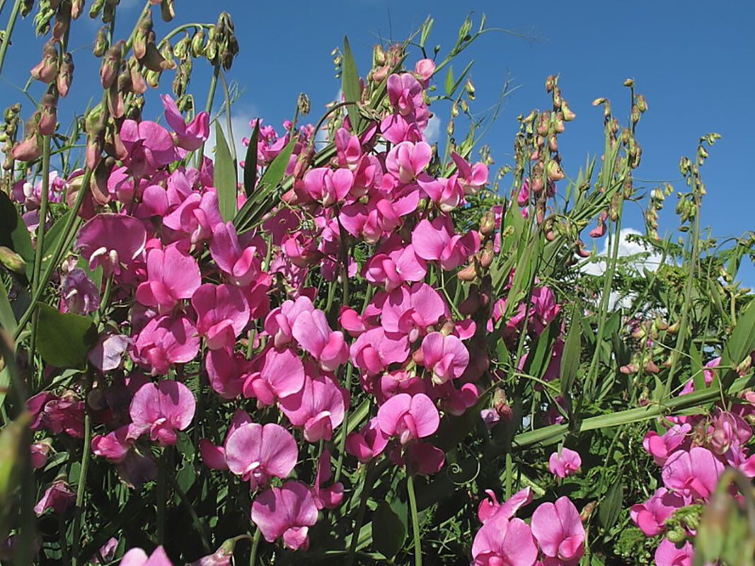 Perennial Pea, (Everlasting Pea), Lathyrus latifolius, Vine Seeds (Showy, Easy)