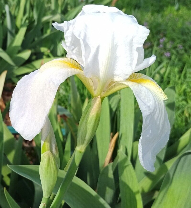 (10) WHITE TALL BEARDED IRIS RHIZOME LIVE ROOT GARDEN PLANTS LOVE SPRING FLOWERS