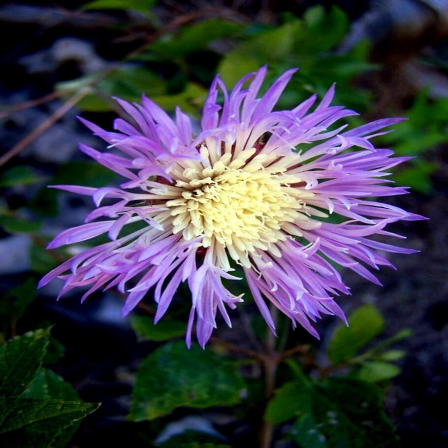 25 AMERICAN ROSE BASKET FLOWER SEEDS Centaurea americana Cold Hardy Garden Plant