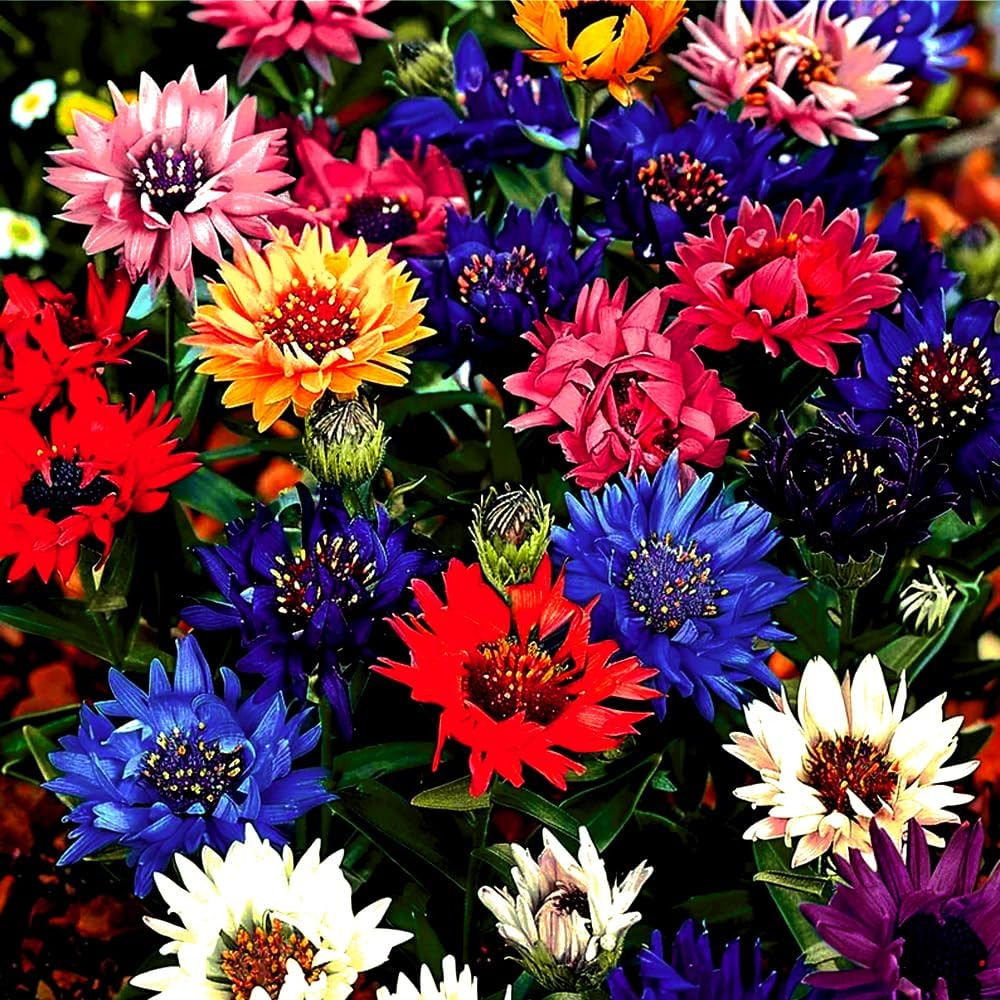 1008+ Dwarf Colorful Cornflower Seeds Perennial, Cornflower Seeds Mix for Planti