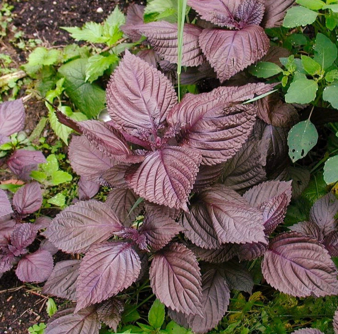800 Purple Shiso Herb Seeds Perilla Asian Culinary Herb Chinese basil purple mi