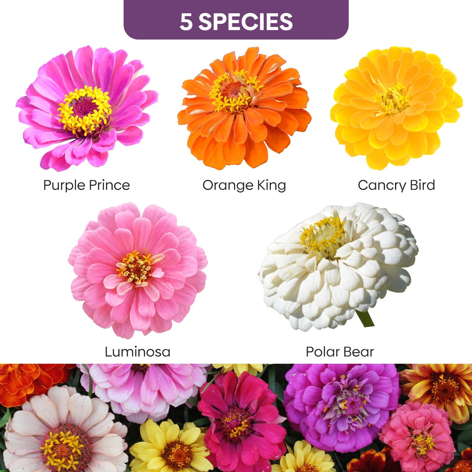 1oz Bulk Flower Seeds Over 3,000 Seeds 5 Varieties Mixed Colors Open Pollinated