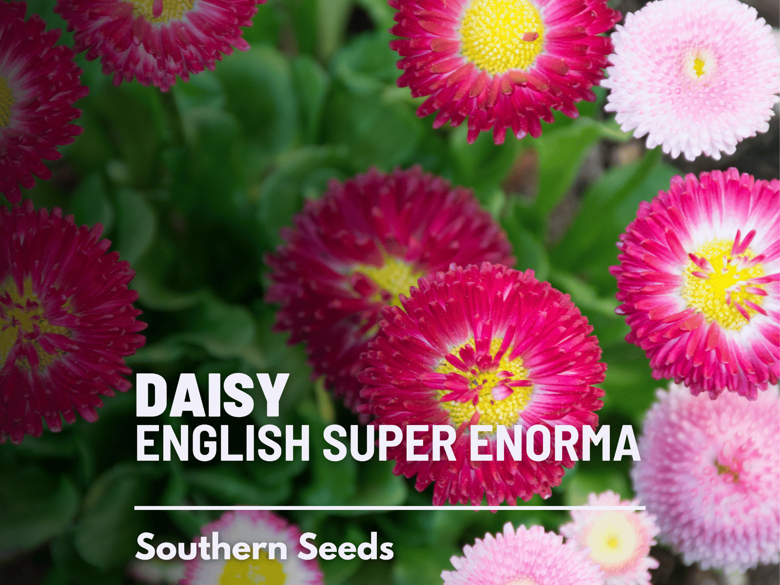 Daisy, English (Super Enorma Mix) seeds – Heirloom Flower (Bellis perennis) – La