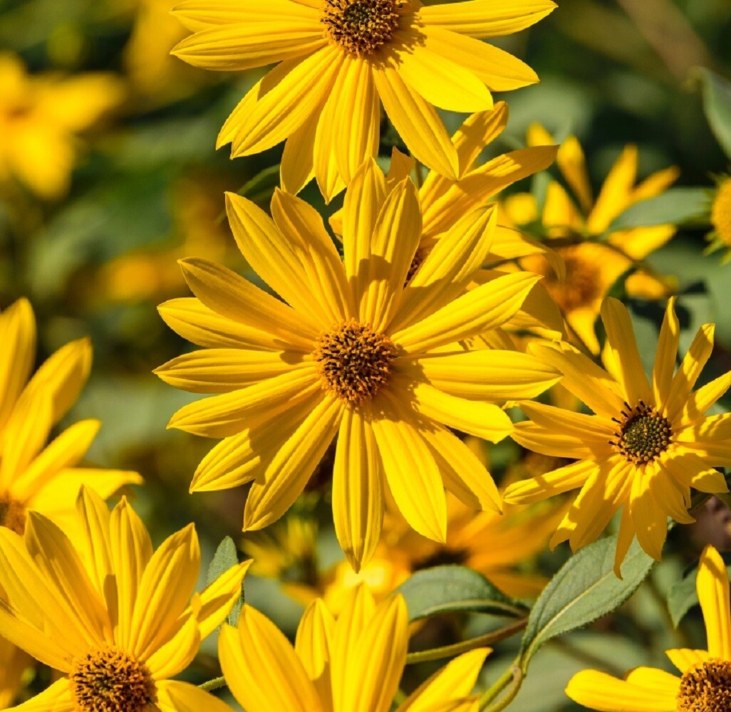 Maximilian Sunflower Seeds | Heirloom & Non-GMO | Fresh Perennial Flower Seeds