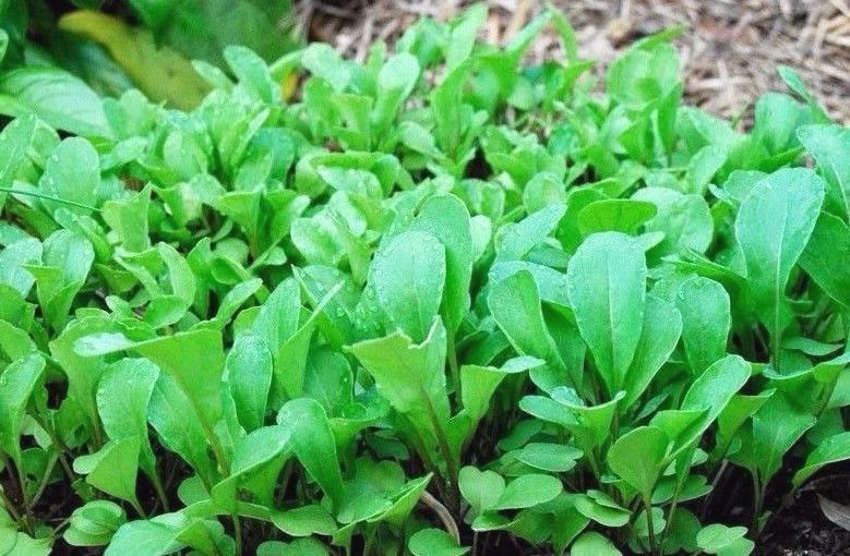 Roquette Arugula Seeds, Rocket, Colewort, Slow Bolt, NON-GMO, FREE SHIPPING
