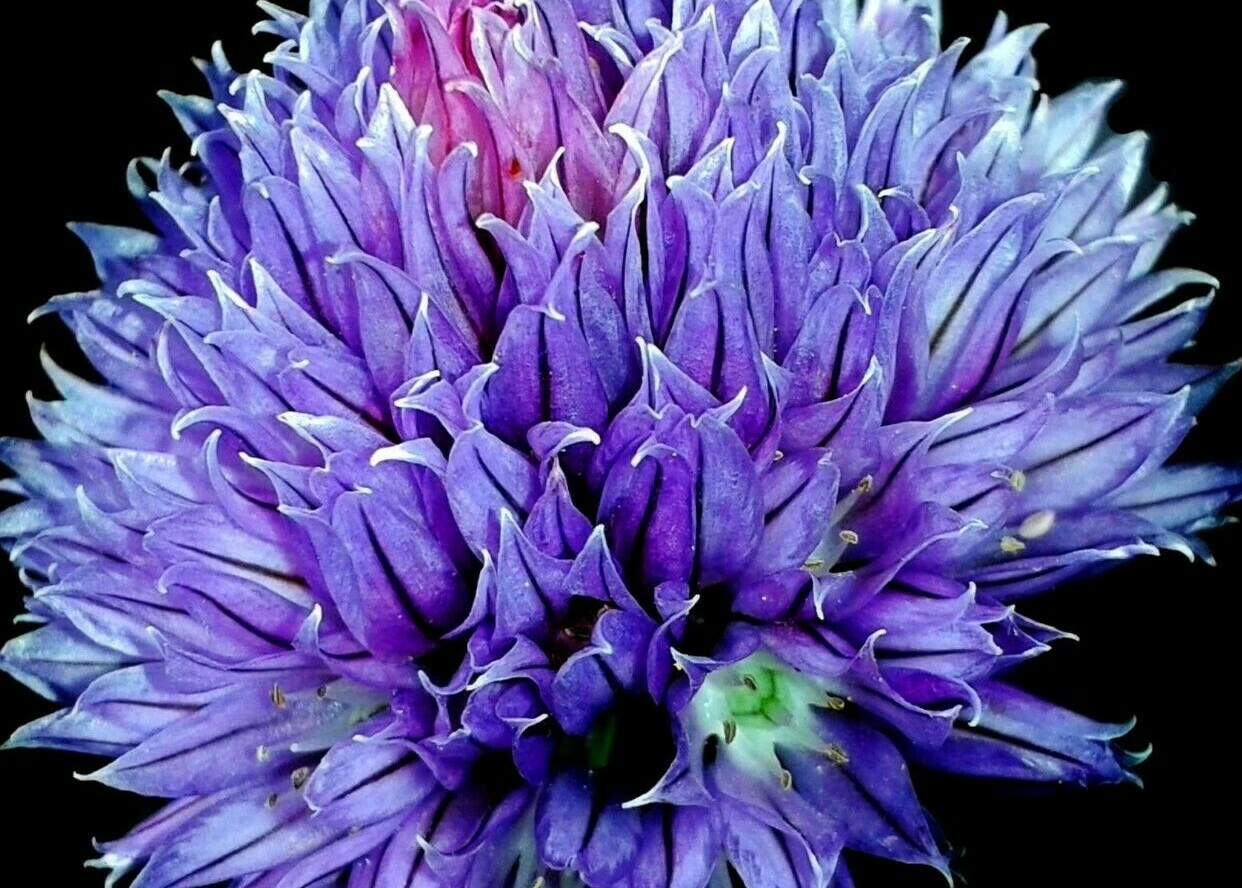1000+ CHIVES SEEDS GREEN ONION SPRING PERENNIAL NON-GMO MOSQUITO REPELLENT HERBS