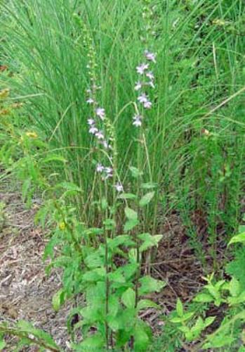 Lobelia puberula | Downy Lobelia | Blue Lobelia | 150 Seeds