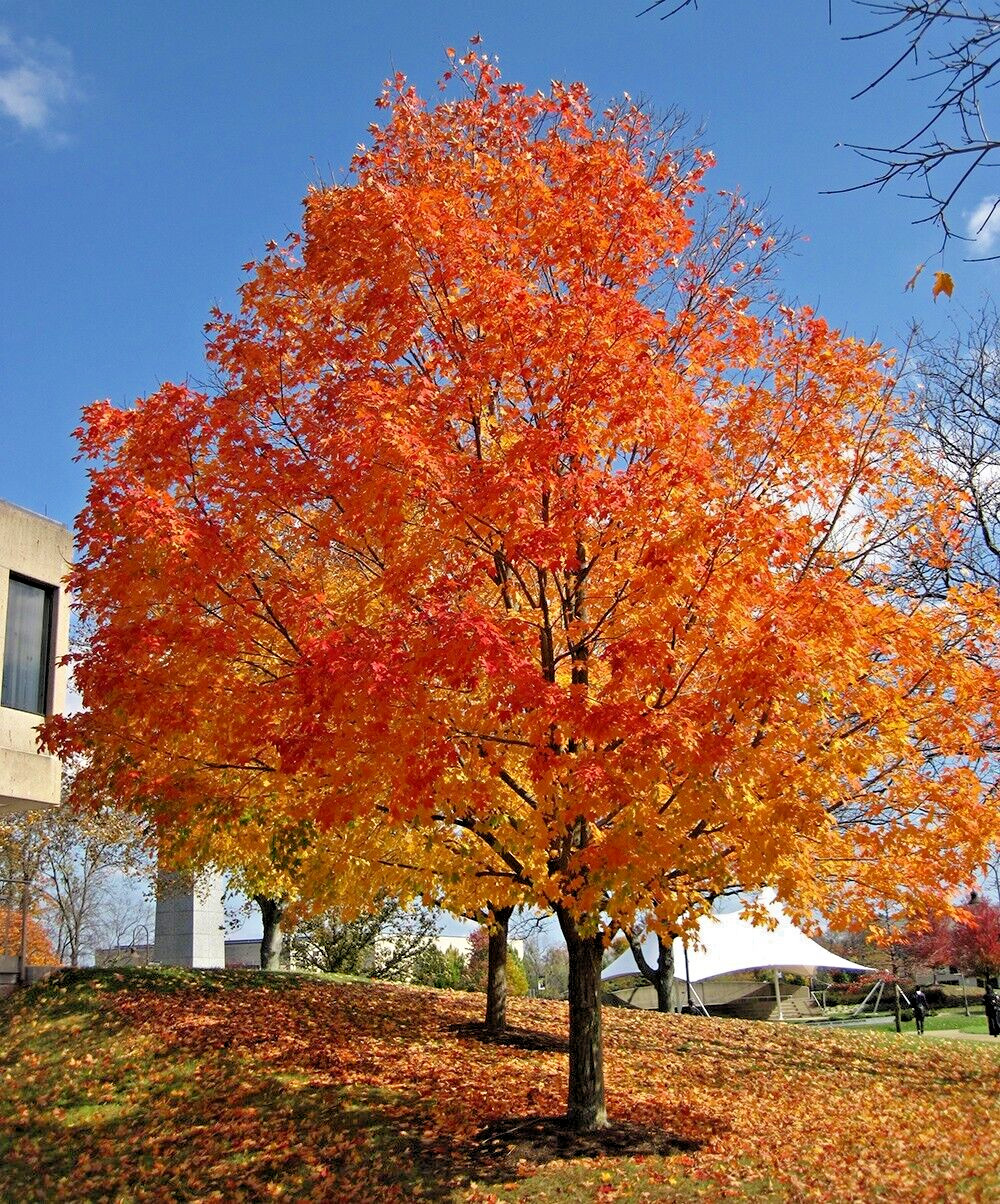Northern Sugar Maple Tree | Premium Seeds | Acer saccharum ‘Summer’ | Plants’®