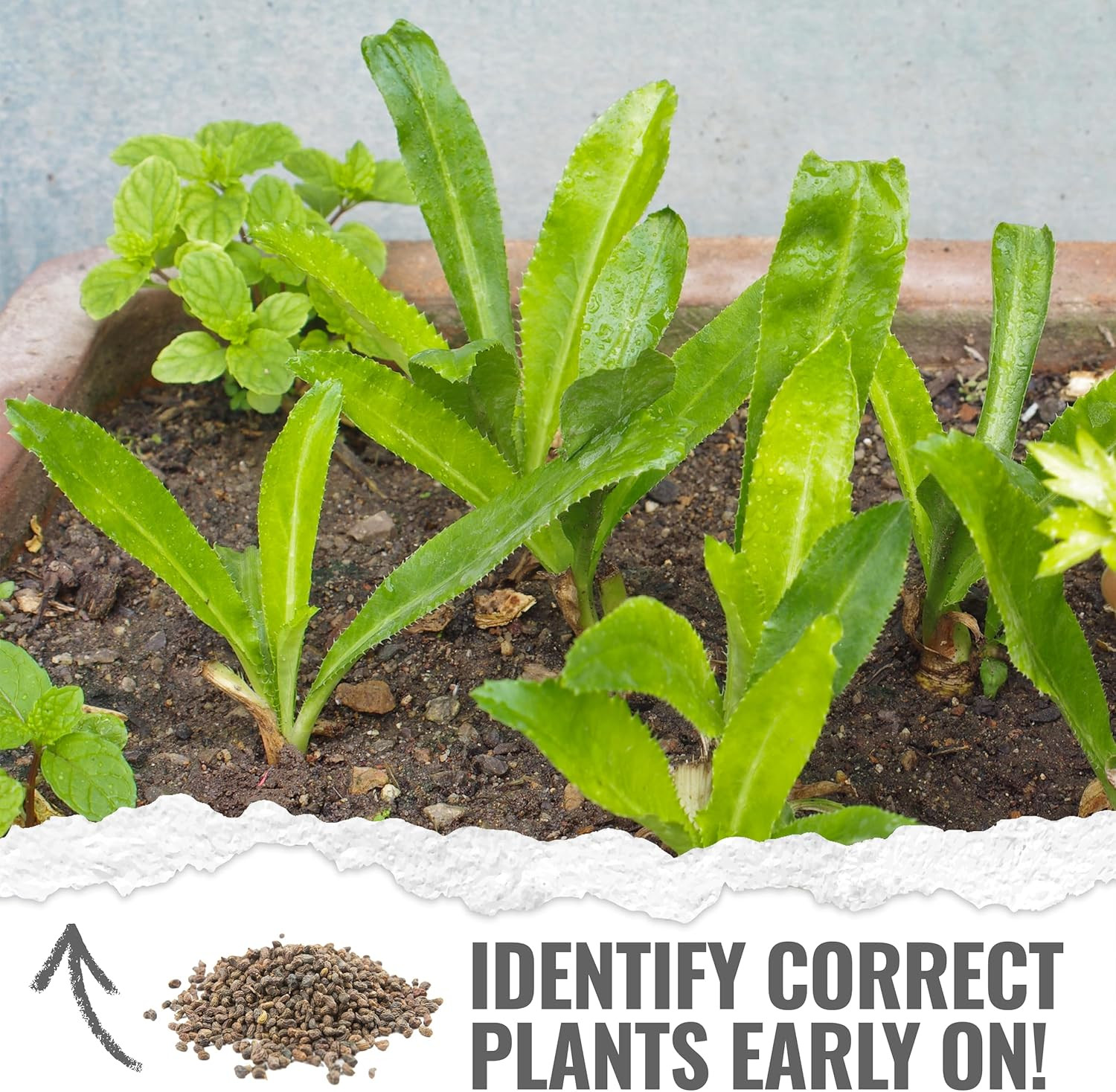 Culantro Seeds for Planting Mexican Coriander – 1 Pack