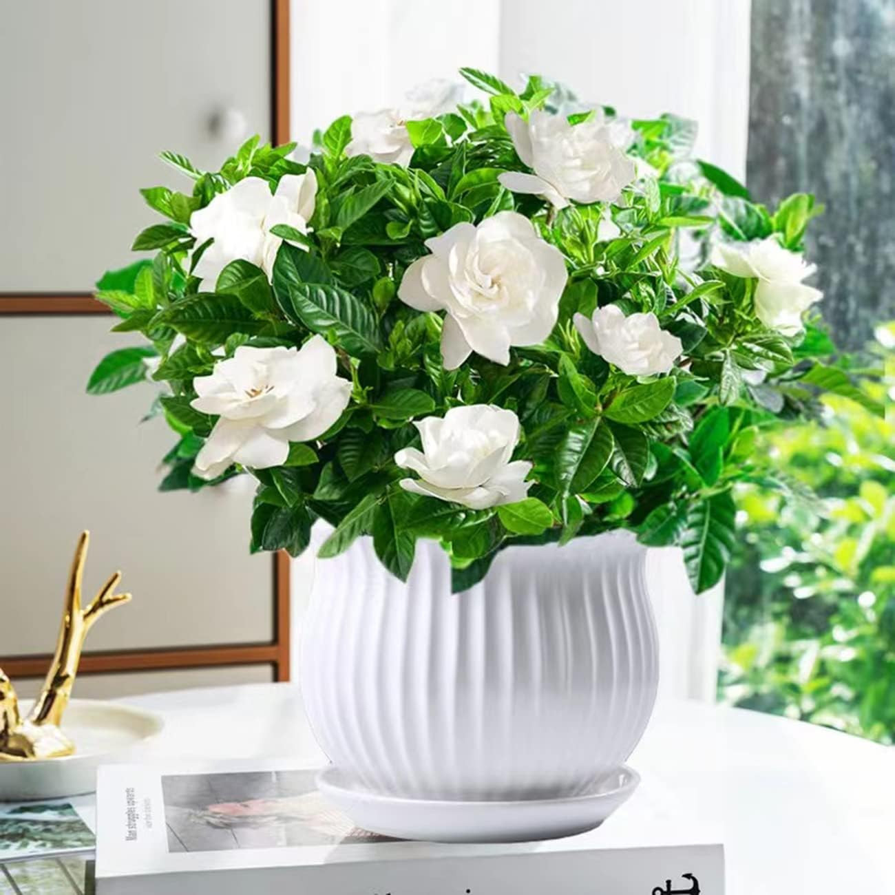 300+ Gardenia Seeds Cape Jasmine Flower Seed for Home Garden Planting