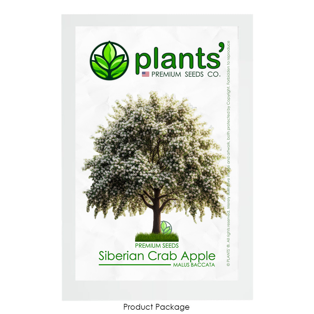 Siberian Crab Apple Tree | Premium Seeds | Malus baccata ‘Spring’ | Plants’®