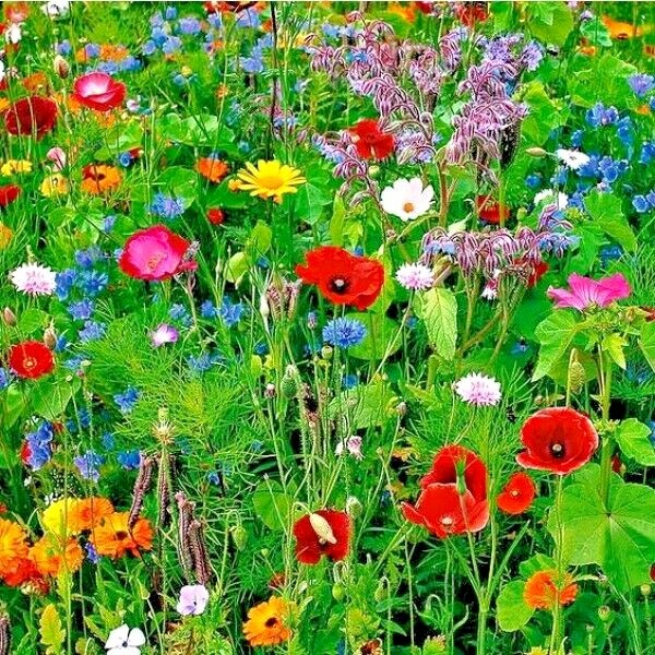 2000+DEER PROOF Native Wildflower Mix 15 Different Flowering Annual Perennial