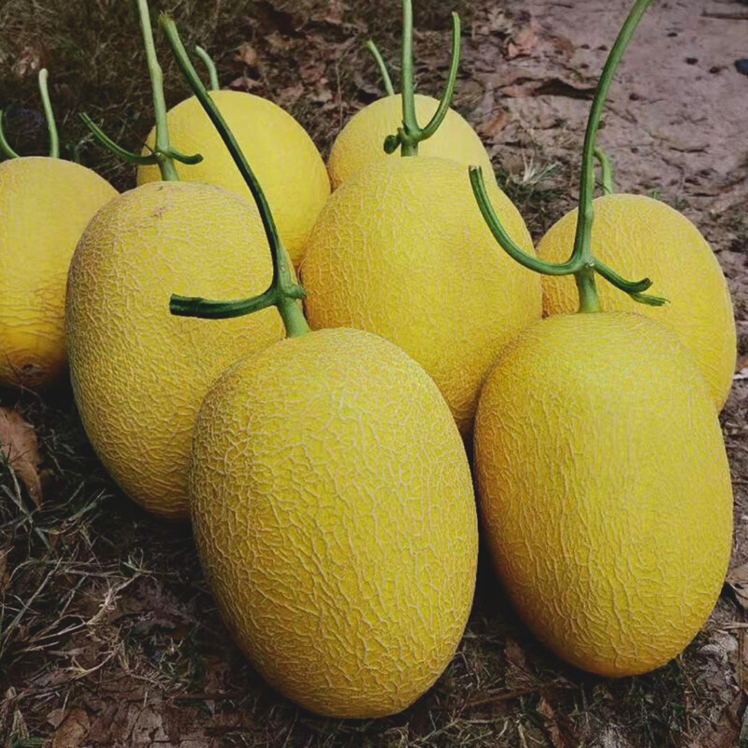 Fresh Sweet Delicious Hami Melon Seeds | Heirloom Non-GMO | Asian Fruit Seeds