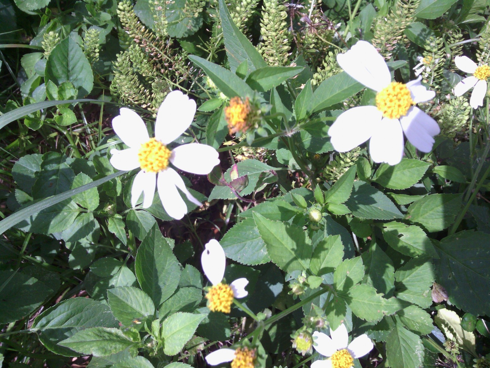 Romerillo Shepard’s Needles Spanish Needles Butterfly Needles (Bidens alba)