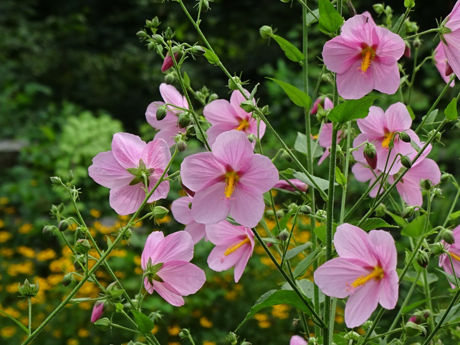 Pink Mallow Kosteletzkya virginica Native Perennial Wildflower 25 seeds from2023