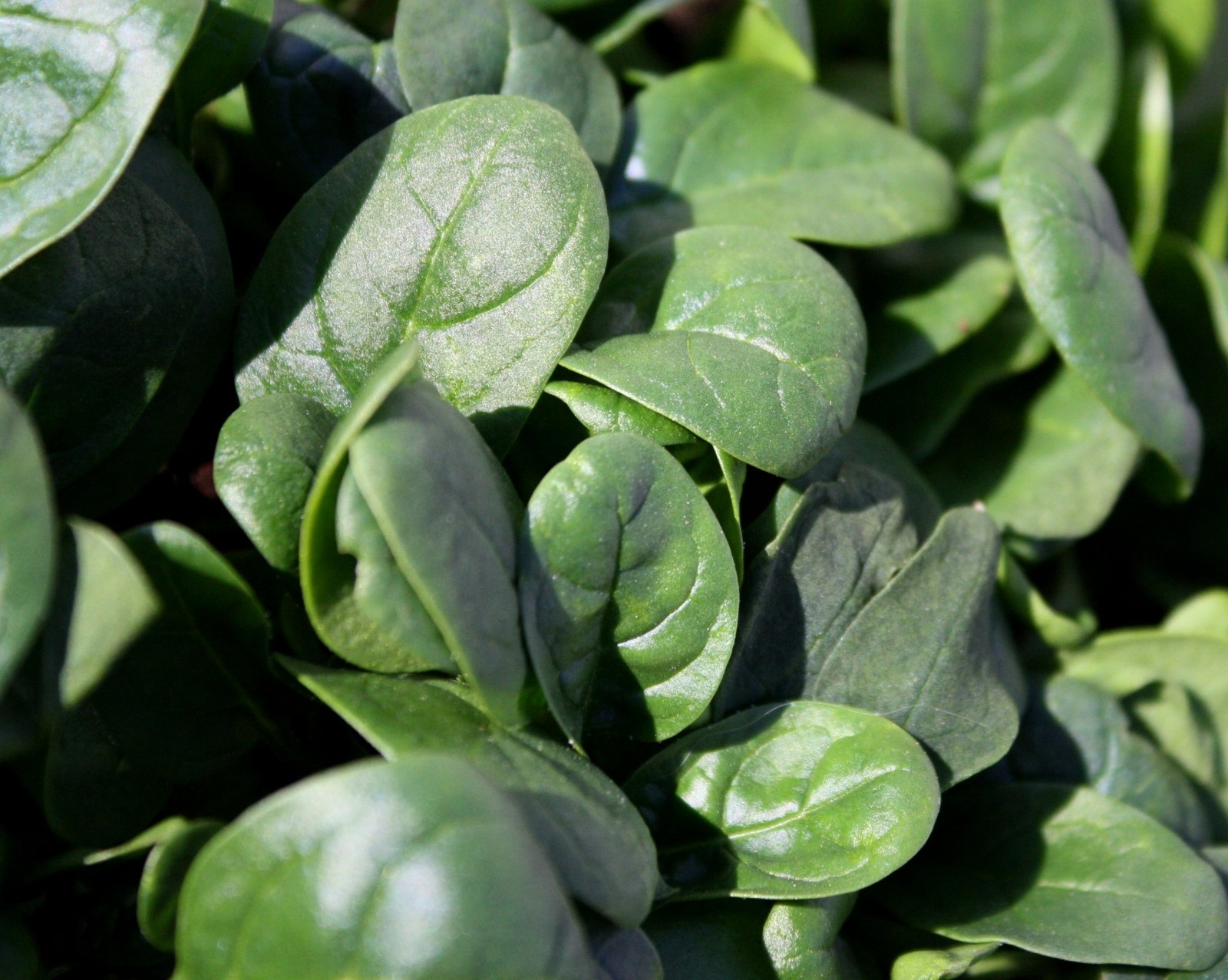 75,000+ Microgreens Seeds- Mega Assortment- Non-GMO- 7 Heirloom Varieties