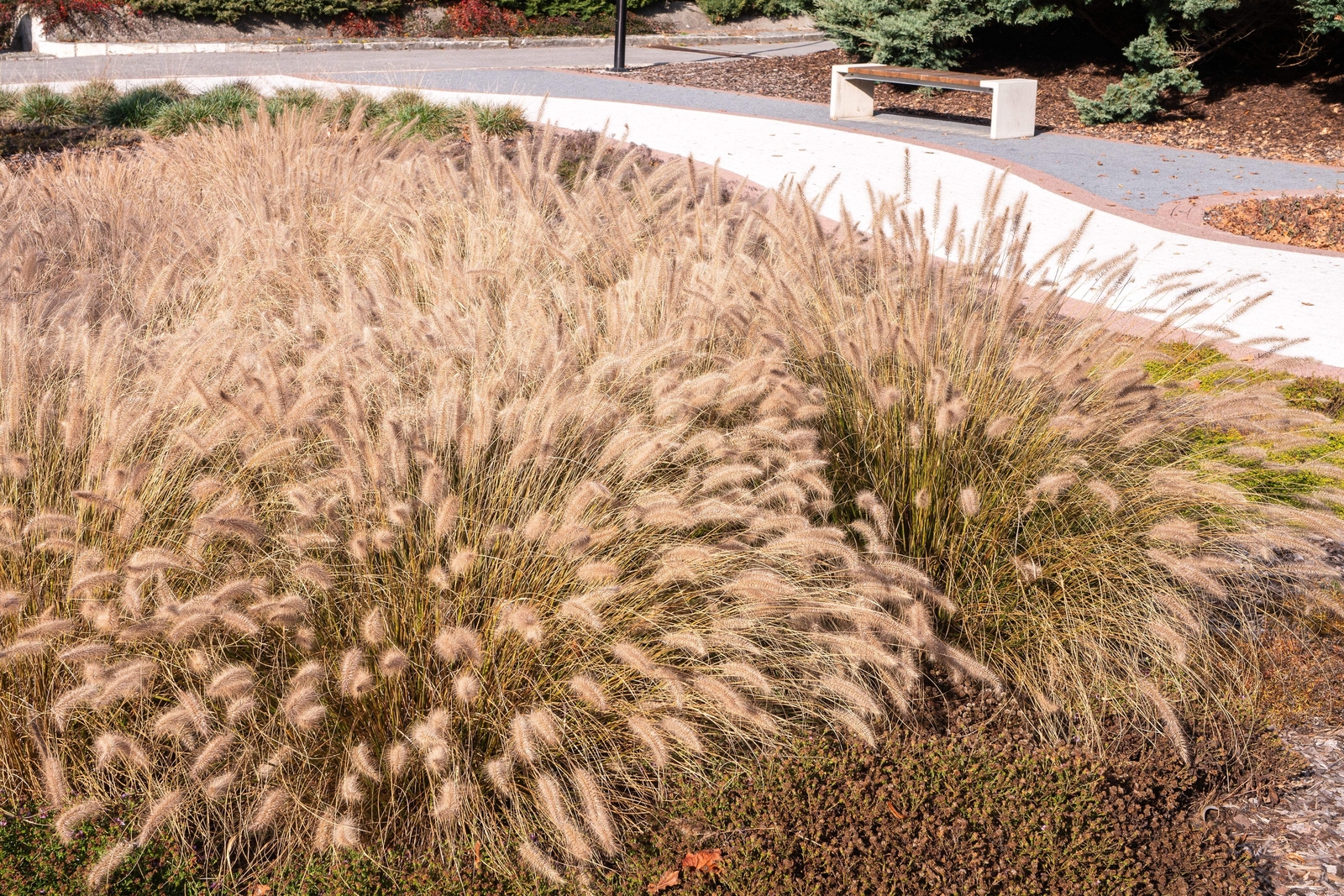 25 Dwarf Purple CHINESE FOUNTAIN GRASS Pennisetum Alopecuroides Hardy Ornamental