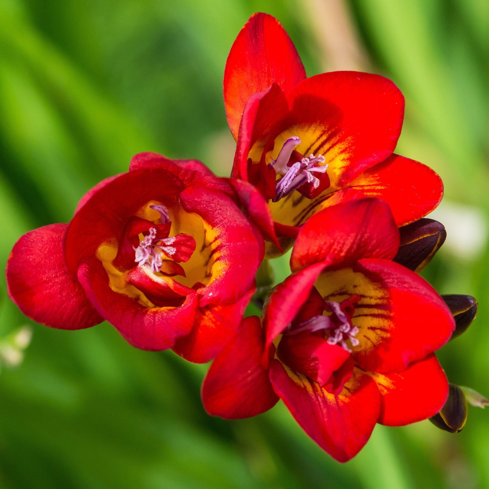 Freesia Double Bicolor 15 Plant Bulbs, Spring Flowers Bloom in Sun