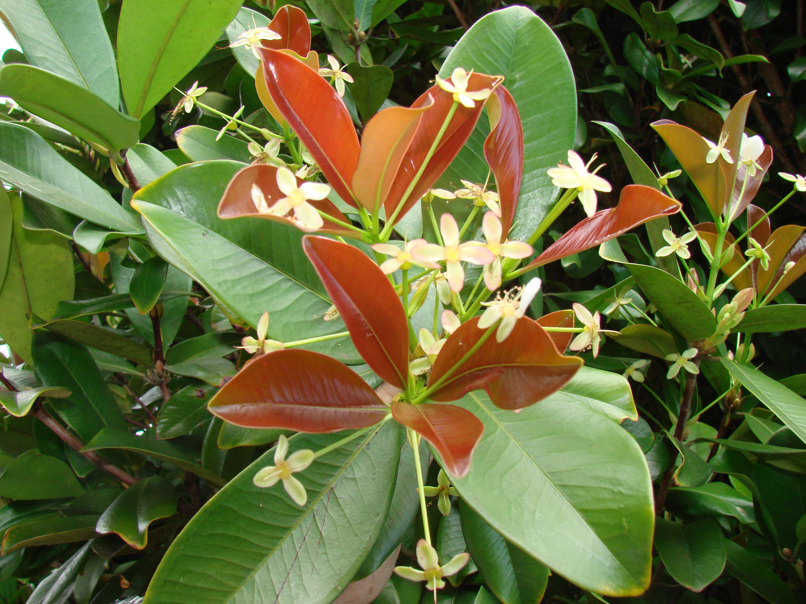 ~GRUMICHAMA~ Eugenia braziliensis FRUIT TREE Brazilian Cherry sml starter Plant