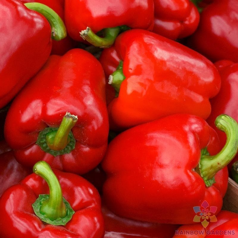 25+ Big Red Bell Sweet Pepper Seeds for Garden Planting – USA – FREE SHIPPING!
