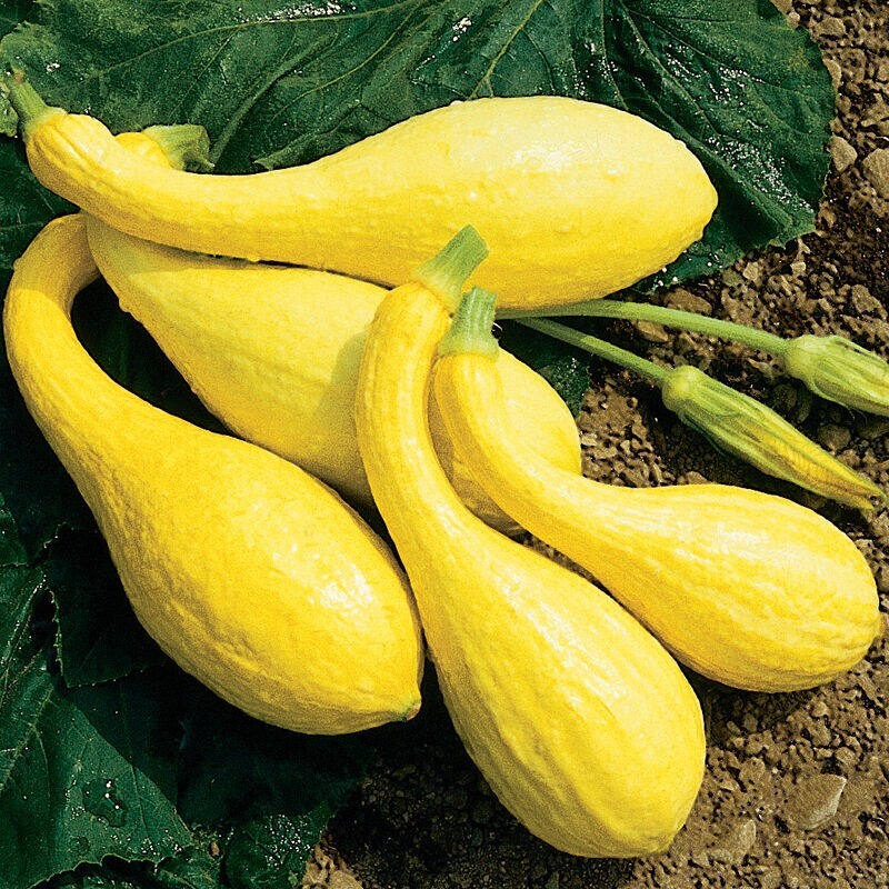 25+ Yellow Crookneck Squash Seeds – Golden Summer — Heirloom – NON GMO -#85