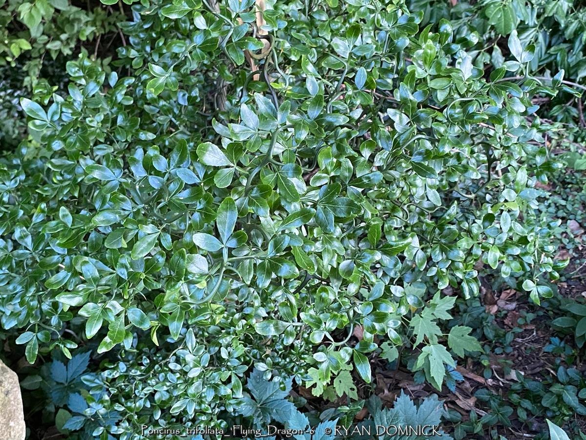 BULK SEEDS!…Poncirus trifoliata ‘Flying Dragon’…Trifoliate Ora…QTY/bag=50