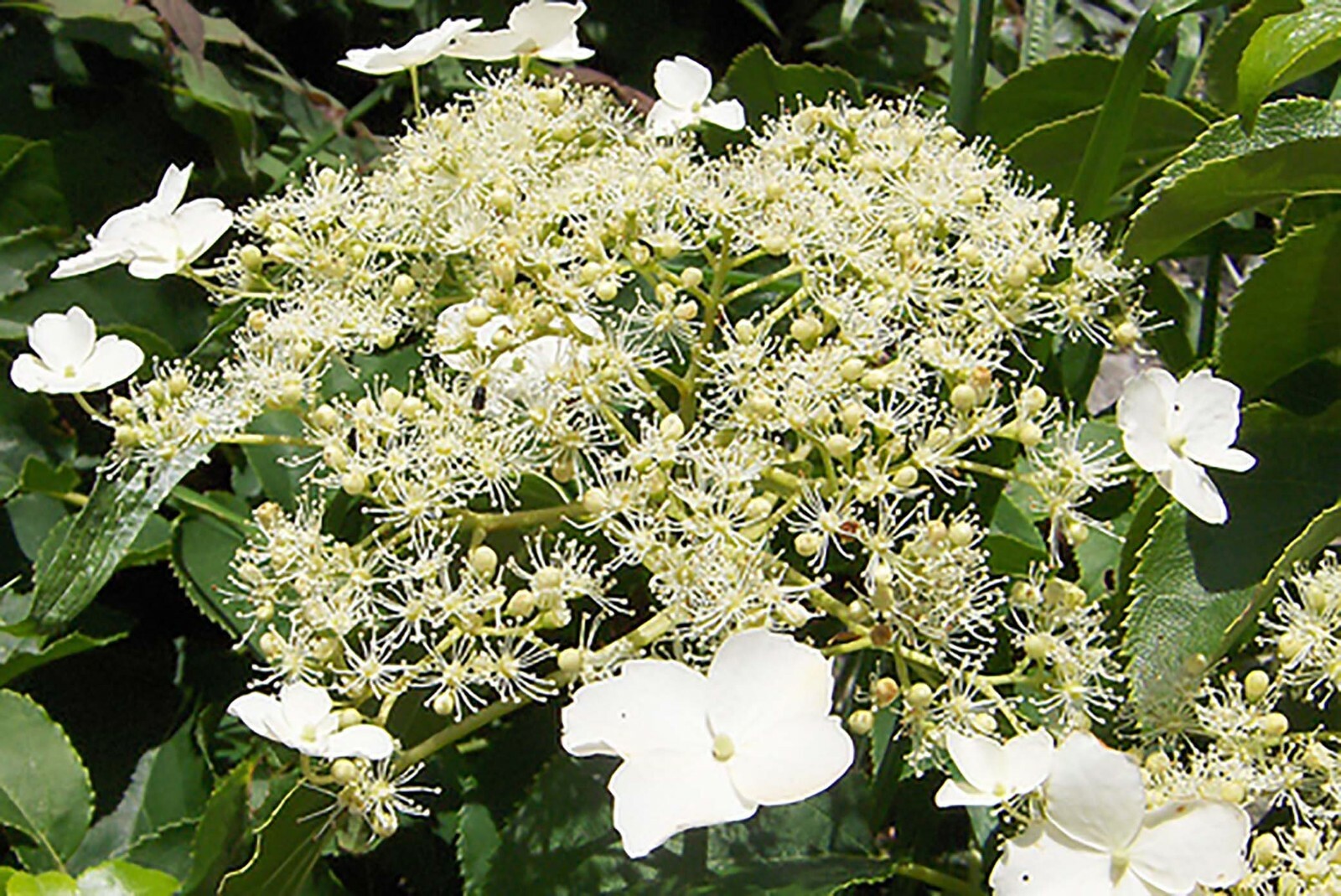 Climbing Hydrangea, Hydrangea anomala petiolaris, Vine Seeds, (Showy, Fragrant)