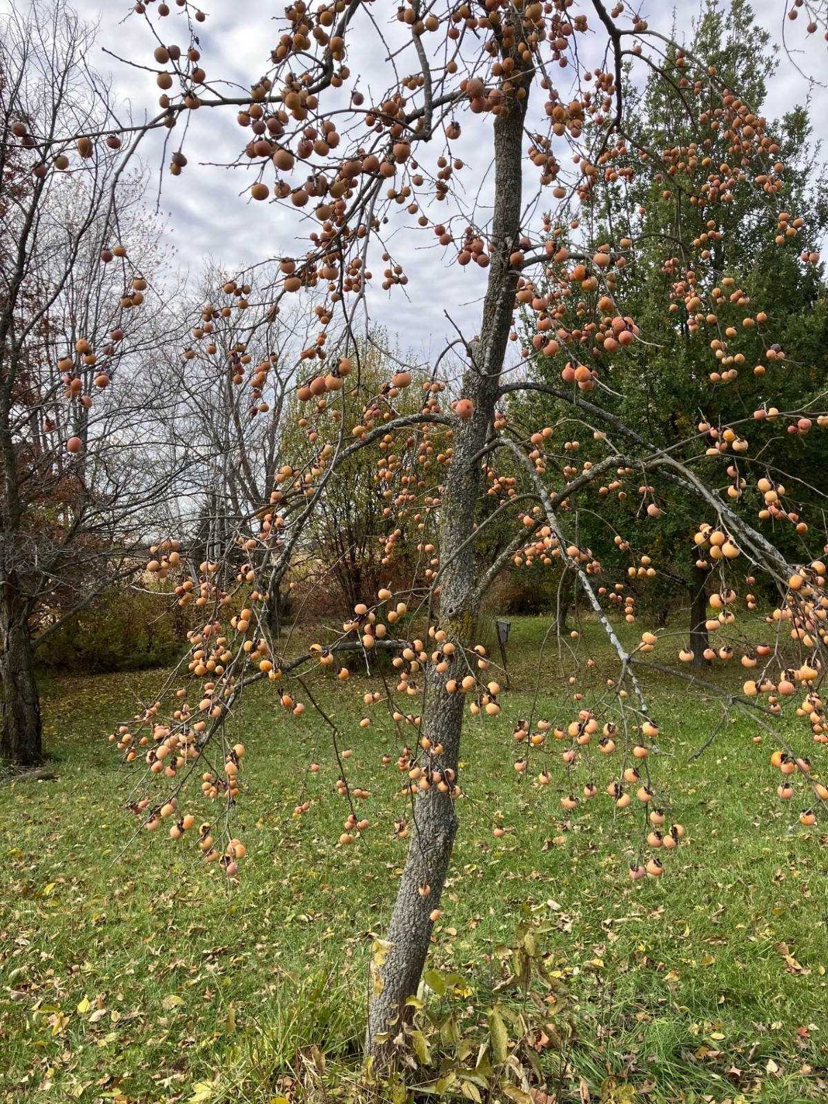 Native American Persimmon SEEDS–Fresh 2025 Seeds–$5/25 seeds