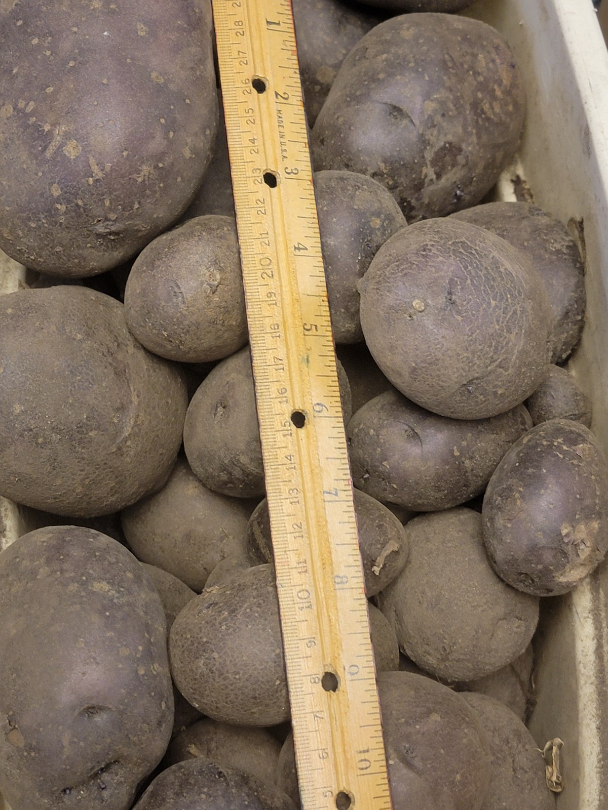 Huckleberry Gold potatoes Grown in rich, chemical free soil 3 pounds