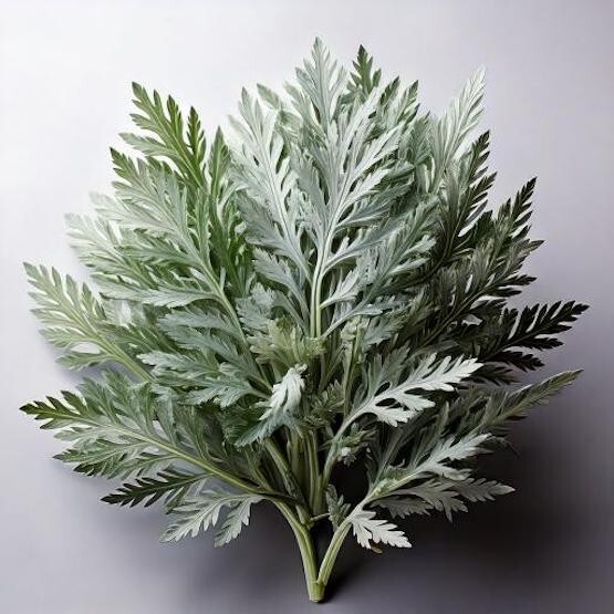 Wormwood Seeds – Artemisia – Medicinal Herb Seeds FREE SHIPPING! USA