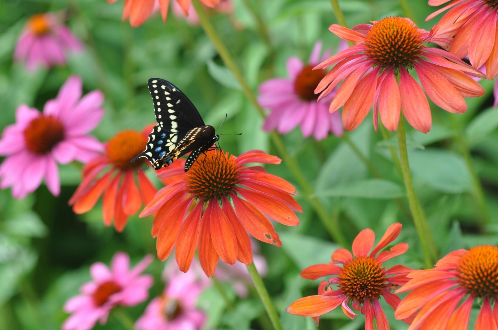 Red & Orange Cheyenne Spirit Mix 30+ Fresh Seeds Coneflower Echinacea Farm Fresh