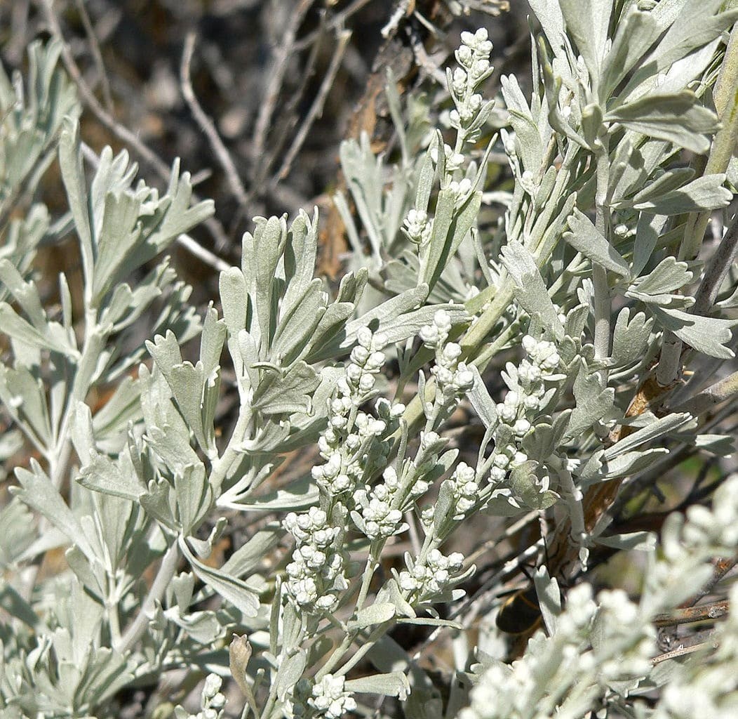 Prairie Sage Seeds. 200 Seeds. Medicinal, Great for Smudging. Free Shipping!