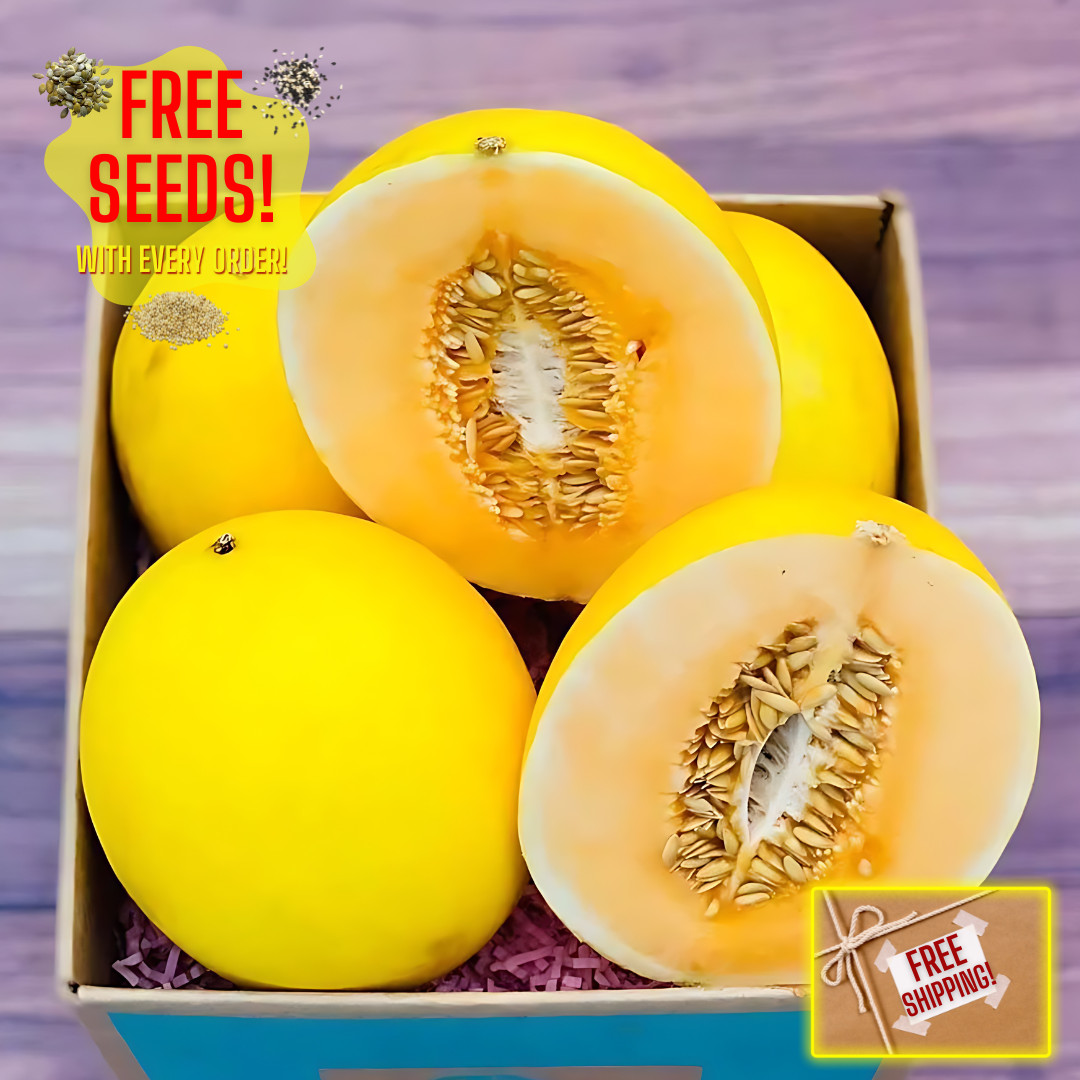 Fresh Juicy Canary Melon Seeds | Golden Yellow | Heirloom | Non-GMO | Fruit Seed